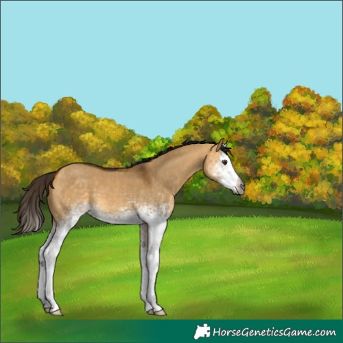 Horse Color:Gray White Spotted Buckskin Dun Splash 