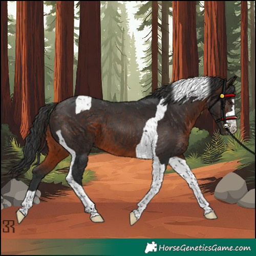 Horse Color:Brown Tobiano 