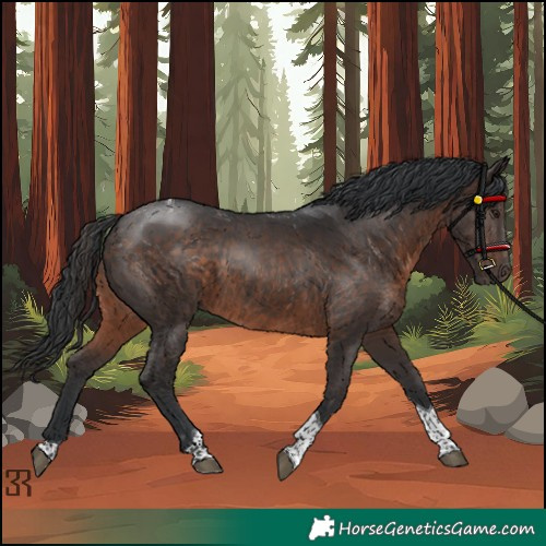 Horse Color:Brown Tobiano