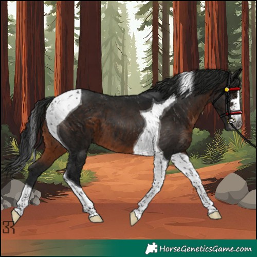 Horse Color:Gray Brown Tobiano
