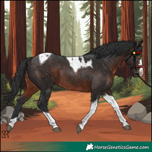 Horse Color:Brown Tobiano Rabicano 