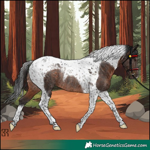 Horse Color:Brown Tobiano Rabicano
