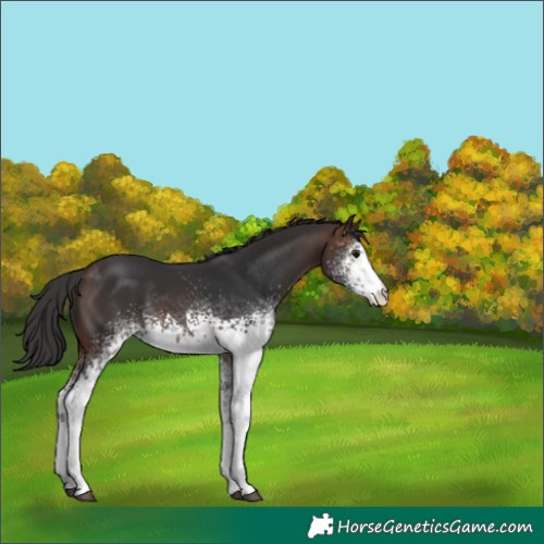 Horse Color:White Spotted Brown