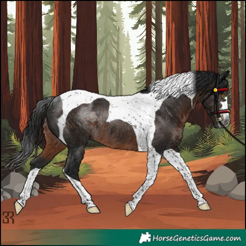 Horse Color:Gray Brown Tobiano Rabicano 