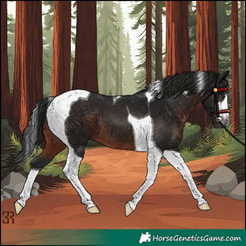 Horse Color:Gray Brown Tobiano 