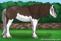 Horse Color:Liver Chestnut Splash 