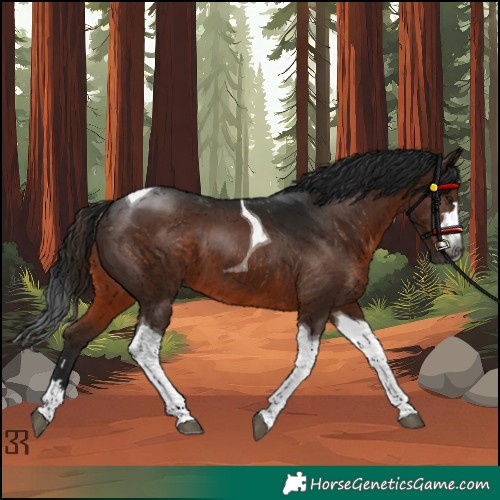 Horse Color:Gray Brown Tobiano