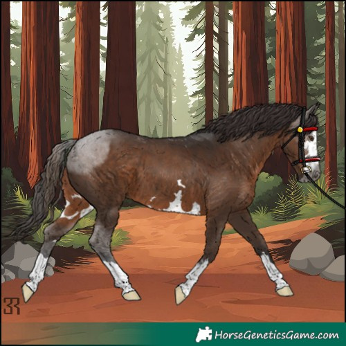Horse Color:Gray Liver Chestnut