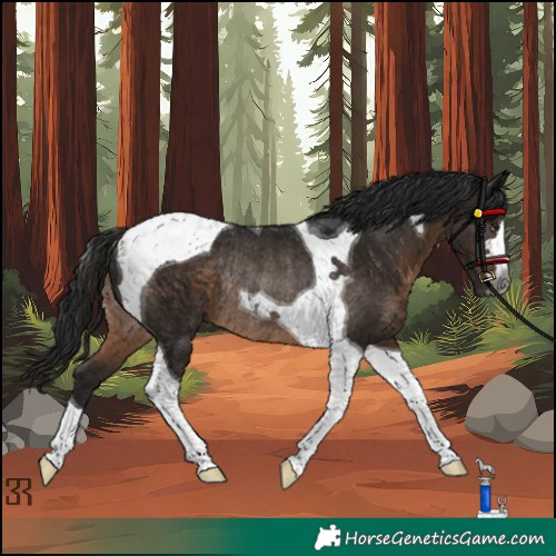 Horse Color:Gray Brown Tobiano Rabicano 