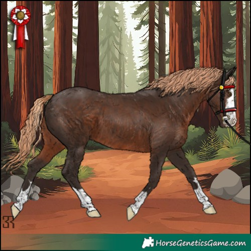 Horse Color:Liver Chestnut 