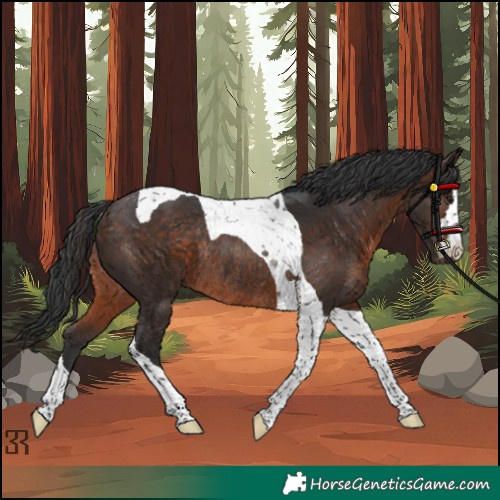 Horse Color:Brown Tobiano Rabicano