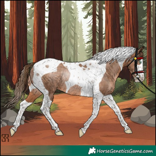 Horse Color:Brown Pearl Tobiano Rabicano