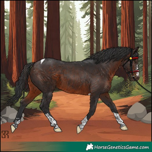 Horse Color:Brown Tobiano