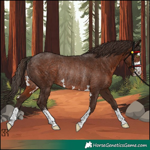 Horse Color:Liver Chestnut Rabicano 