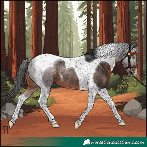 Horse Color:Brown Tobiano Rabicano