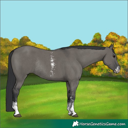 Horse Color:Grullo Sabino Rabicano 