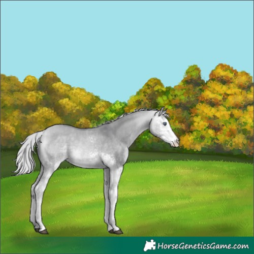 Horse Color:White Spotted Silver Bay Chinchilla Dun