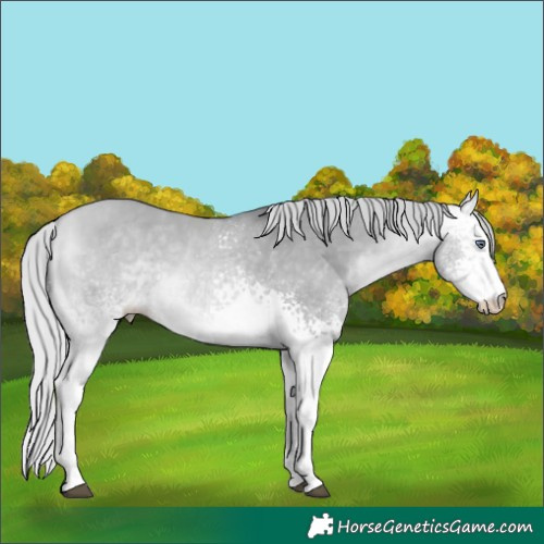 Horse Color:White Spotted Silver Bay Chinchilla Dun 