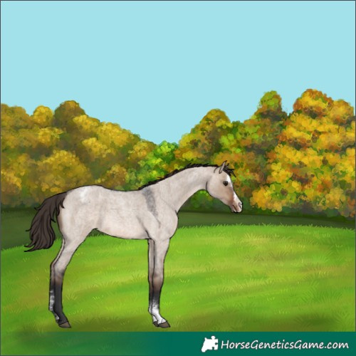 Horse Color:Brown Roan Dun Sabino Splash Appaloosa