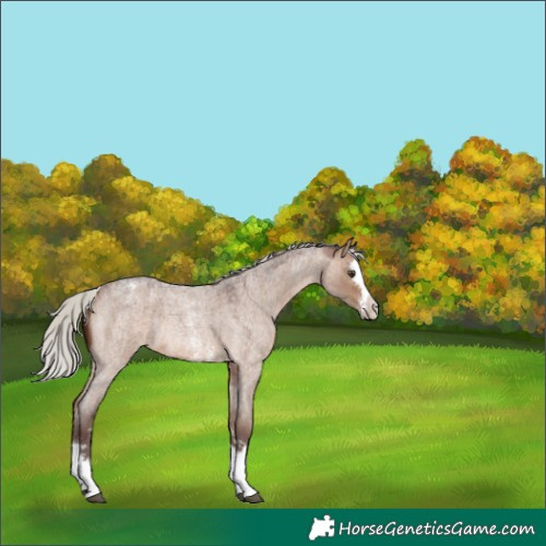 Horse Color:Silver Brown Roan Dun Sabino Splash Appaloosa Rabicano