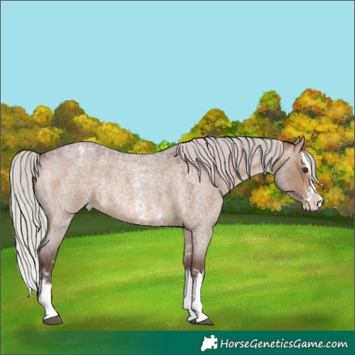 Horse Color:Silver Brown Roan Dun Sabino Splash Varnish Rabicano