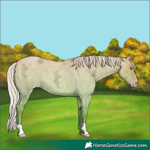 Horse Color:Silver Amber Champagne Ice Roan Dun 