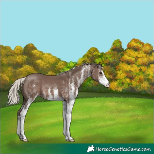 Horse Color:White Spotted Silver Black 