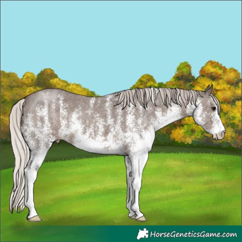 Horse Color:White Spotted Silver Black
