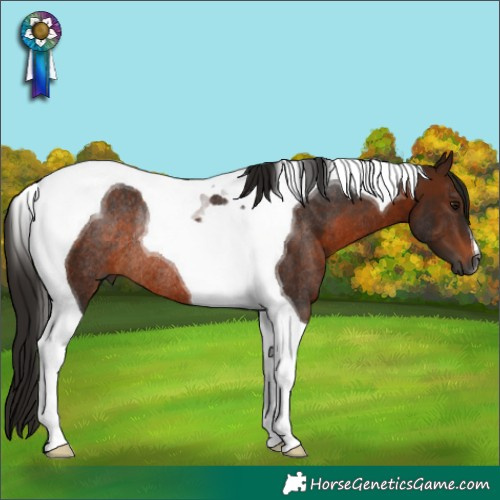 Horse Color:Gray Bay Tobiano Rabicano 