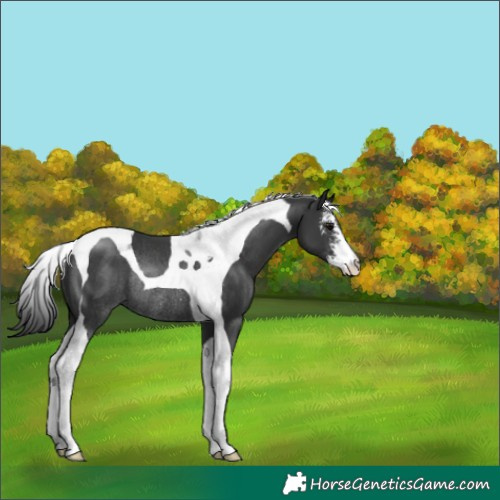 Horse Color:Black Sabino Tobiano Rabicano 