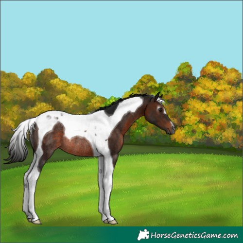 Horse Color:Gray Brown Tobiano Rabicano 