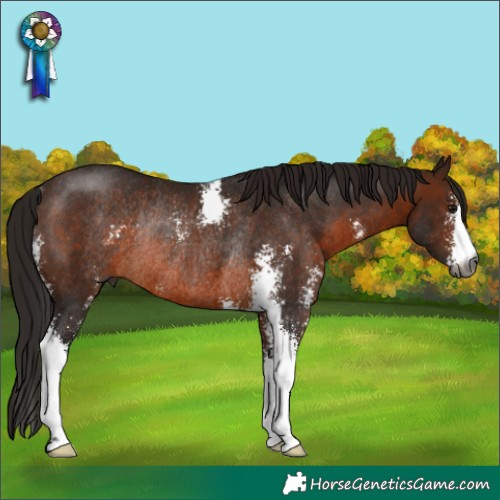 Horse Color:Gray Bay Sabino Rabicano