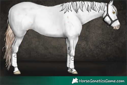 Horse Color:Bay Pearl Sabino 