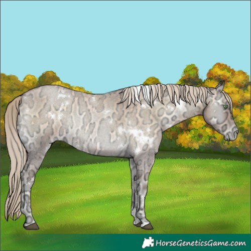 Horse Color:White Spotted Chocolate Palomino Ice Roan Snowdrop Onyx Rabicano 