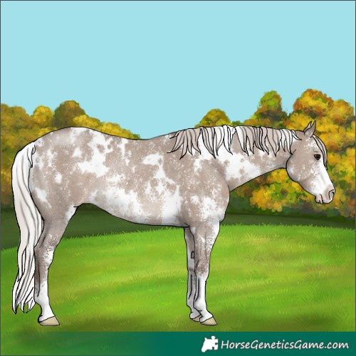 Horse Color:White Spotted Silver Grullo Sabino Blanket Rabicano