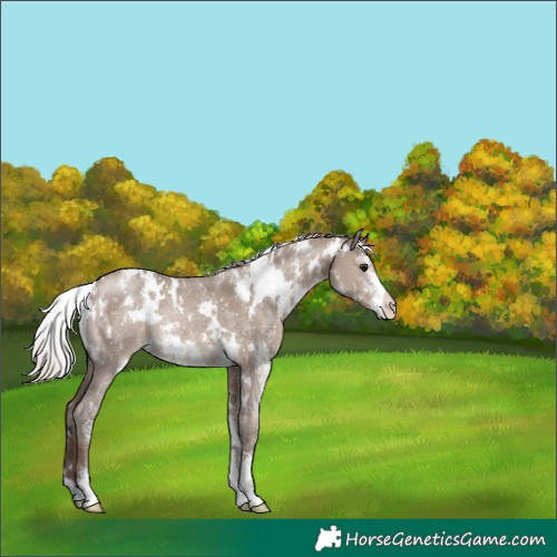 Horse Color:White Spotted Silver Grullo Sabino Appaloosa Rabicano 