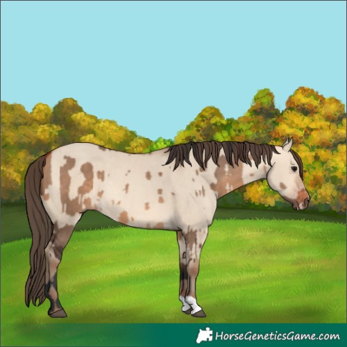 Horse Color:Bay Dun and Amber Champagne Dun