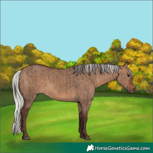 Horse Color:Bay Dun  and Silver Bay Dun 