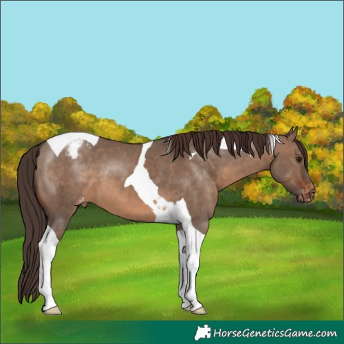 Horse Color:Brown Dun Tobiano Appaloosa 