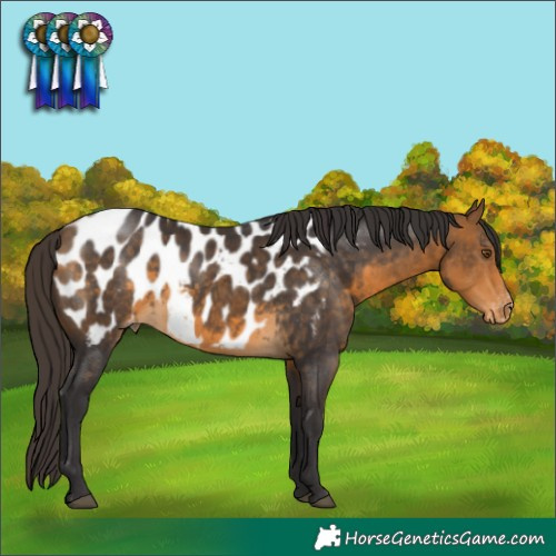 Horse Color:Buckskin Appaloosa Rabicano 
