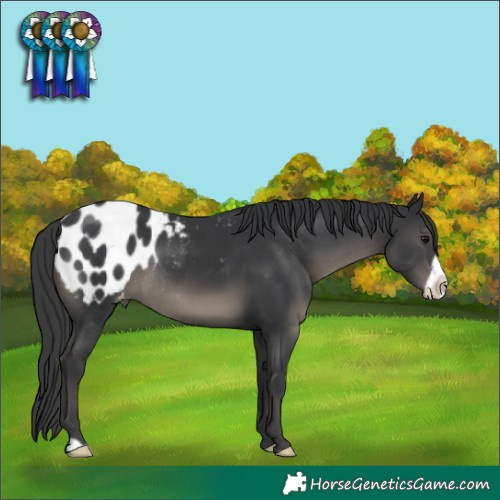 Horse Color:Black Frame Appaloosa Rabicano