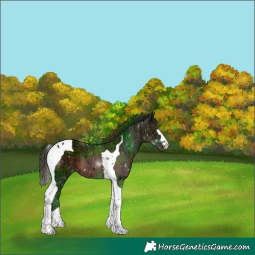 Horse Color:Liver Chestnut Ice Tobiano