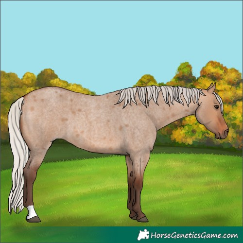 Horse Color:Silver Bay Roan Dun 