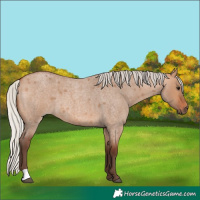 Horse Color:Silver Bay Roan Dun