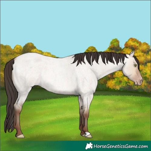Horse Color:Amber Champagne Roan Dun