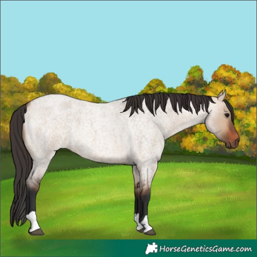 Horse Color:Bay Roan Dun