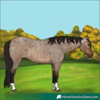 Horse Color:Gray Bay Roan Dun