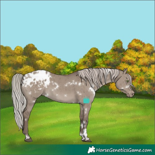 Horse Color:White Spotted Silver Grullo Tobiano Appaloosa Rabicano Brindle