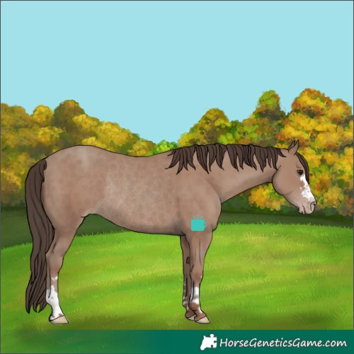 Horse Color:Classic Champagne Rabicano