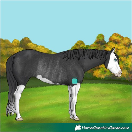 Horse Color:Black Splash Rabicano